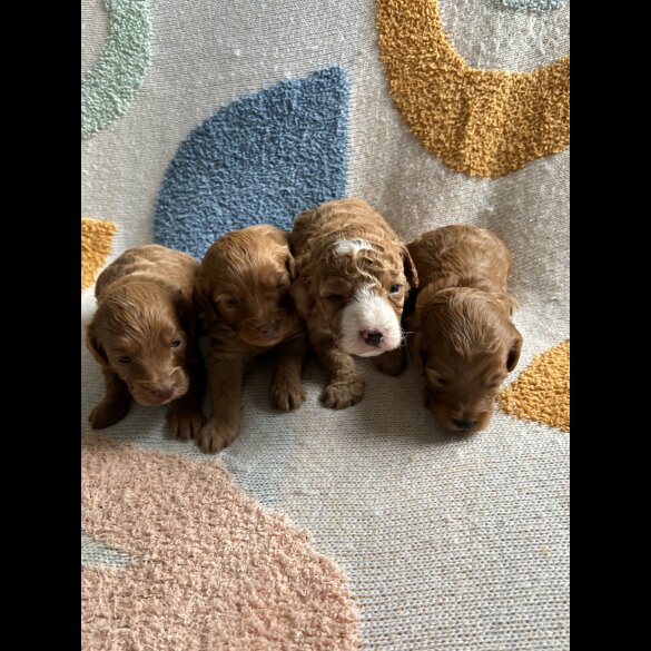Cockapoo - Both