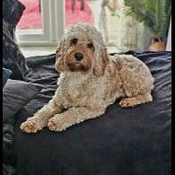 Cockapoo - Both