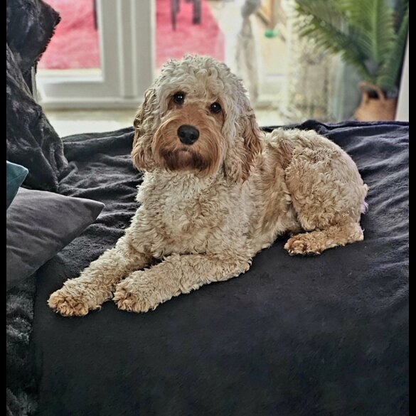 Cockapoo - Both