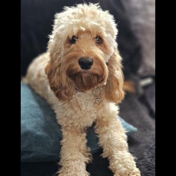 Cockapoo - Both