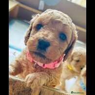 Cockapoo - Both