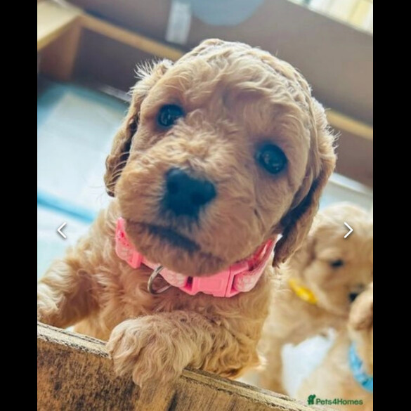 Cockapoo - Both