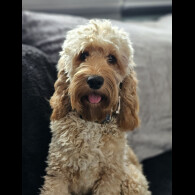 Cockapoo - Both
