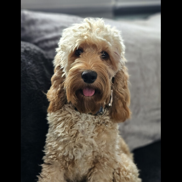 Cockapoo - Both