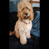 Cockapoo - Both