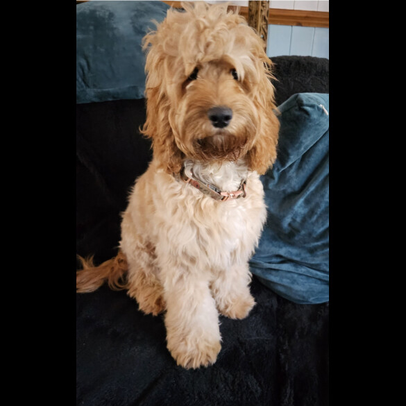 Cockapoo - Both