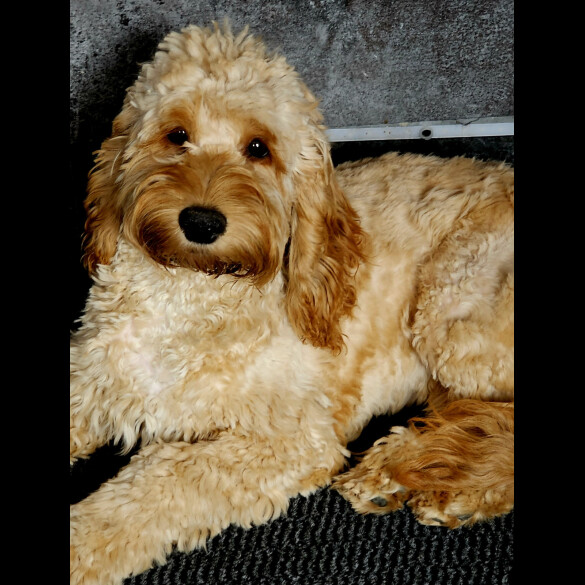 Cockapoo - Both