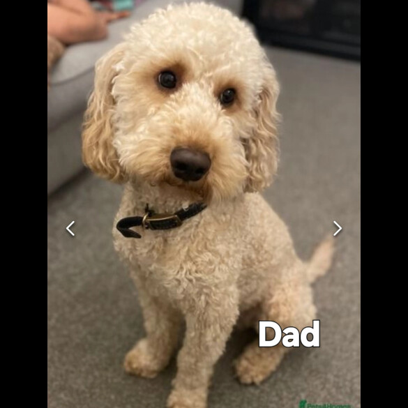 Cockapoo - Both