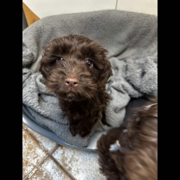 Cockapoo - Both