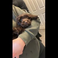 Cockapoo - Both