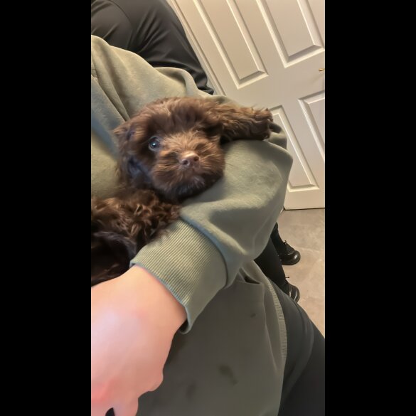 Cockapoo - Both