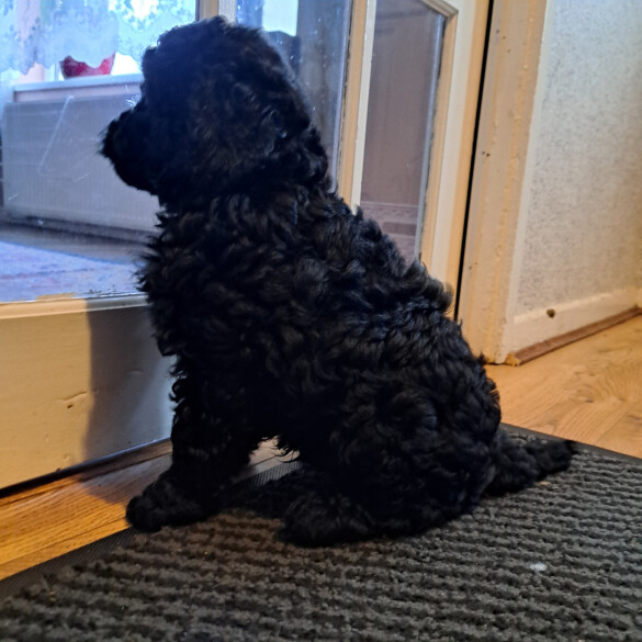 Cockapoo - Both