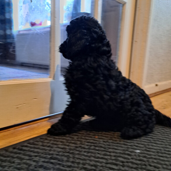Cockapoo - Both