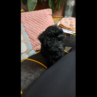 Cockapoo - Both