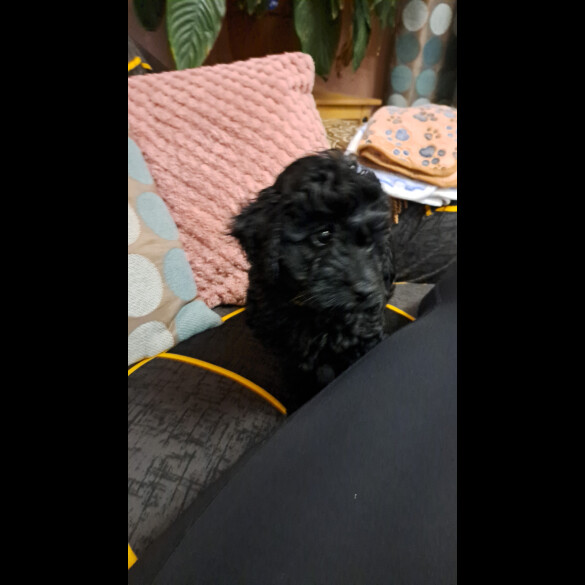 Cockapoo - Both