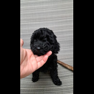 Cockapoo - Both