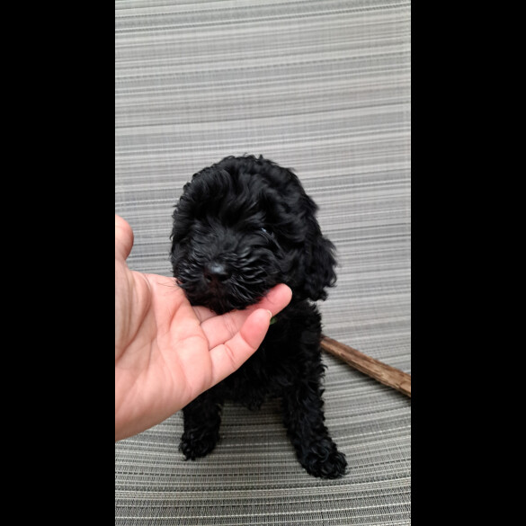 Cockapoo - Both