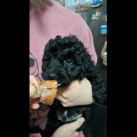 Cockapoo - Both