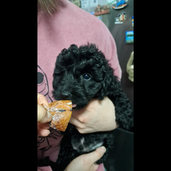 Cockapoo - Both