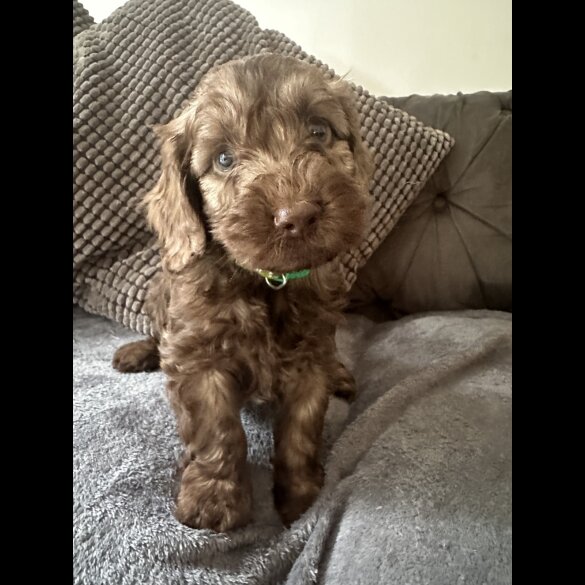 Cockapoo - Both