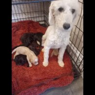 Cockapoo - Both