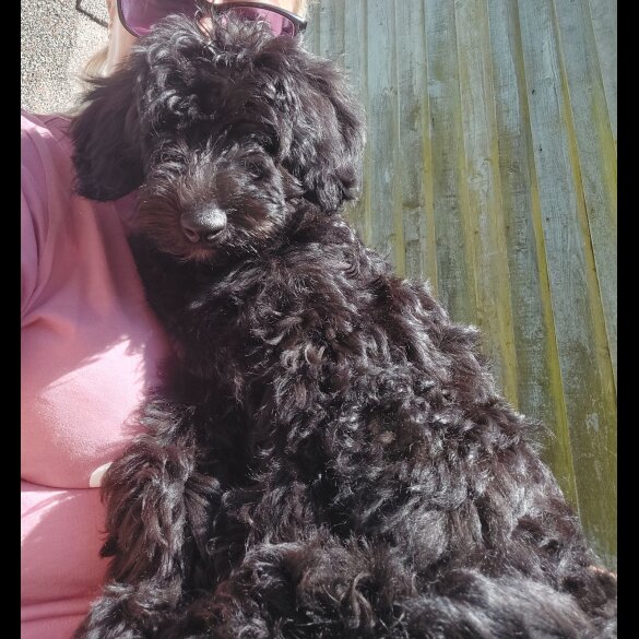 Cockapoo - Both