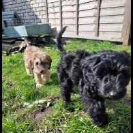 Cockapoo - Both