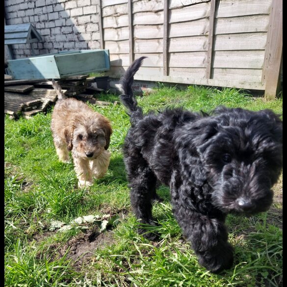 Cockapoo - Both