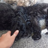 Cockapoo - Both