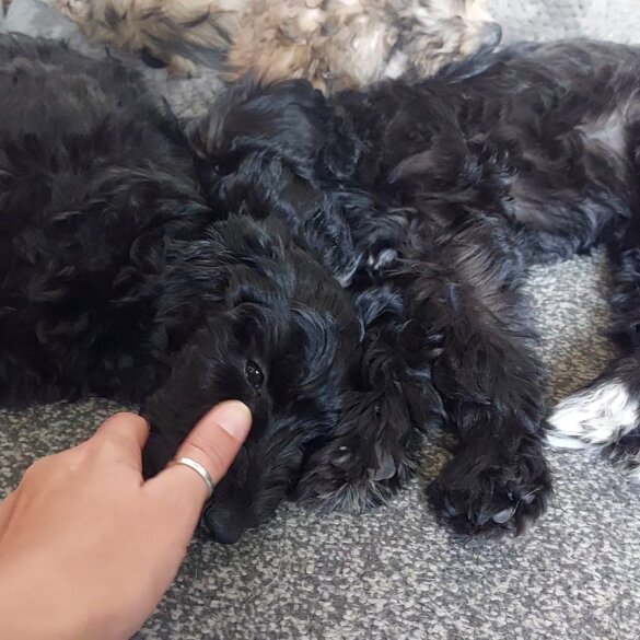 Cockapoo - Both