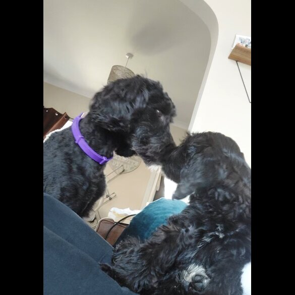 Cockapoo - Both
