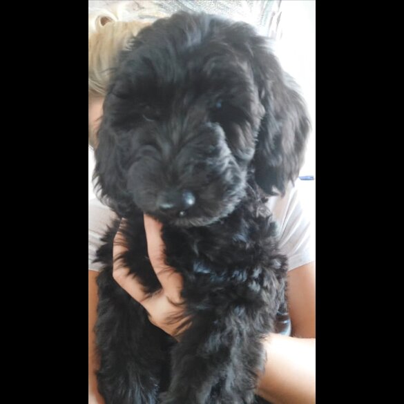 Cockapoo - Both