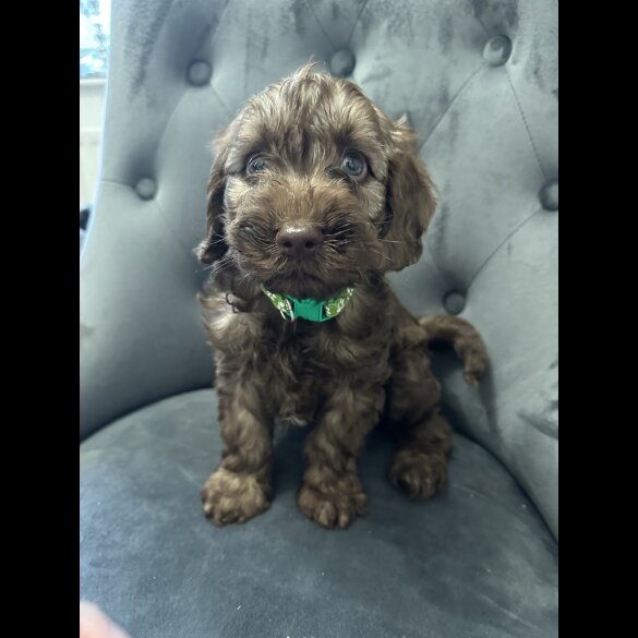 Cockapoo - Both