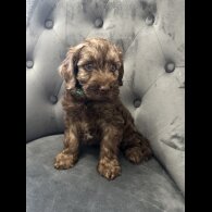 Cockapoo - Both