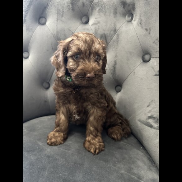 Cockapoo - Both