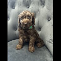 Cockapoo - Both