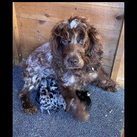 Cockapoo - Dogs