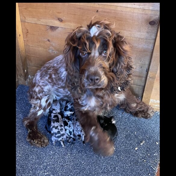 Cockapoo - Dogs