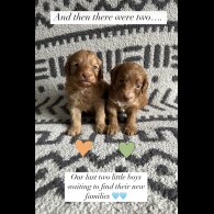 Cockapoo - Both