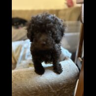 Cockapoo - Both