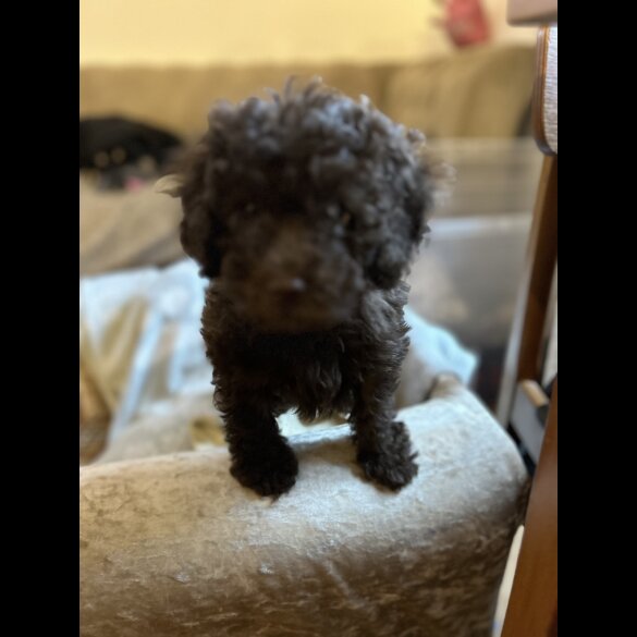 Cockapoo - Both