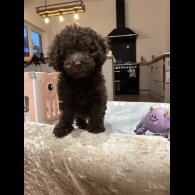 Cockapoo - Both