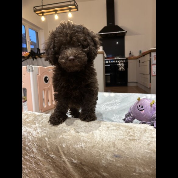 Cockapoo - Both