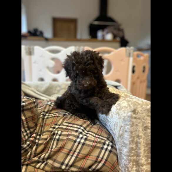 Cockapoo - Both
