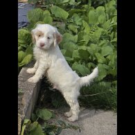 Cockapoo - Both