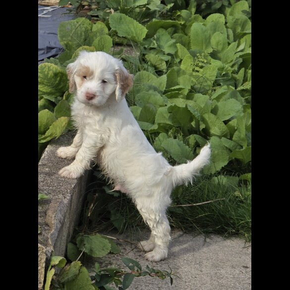 Cockapoo - Both