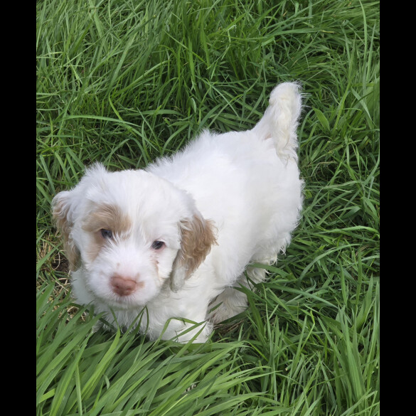 Cockapoo - Both