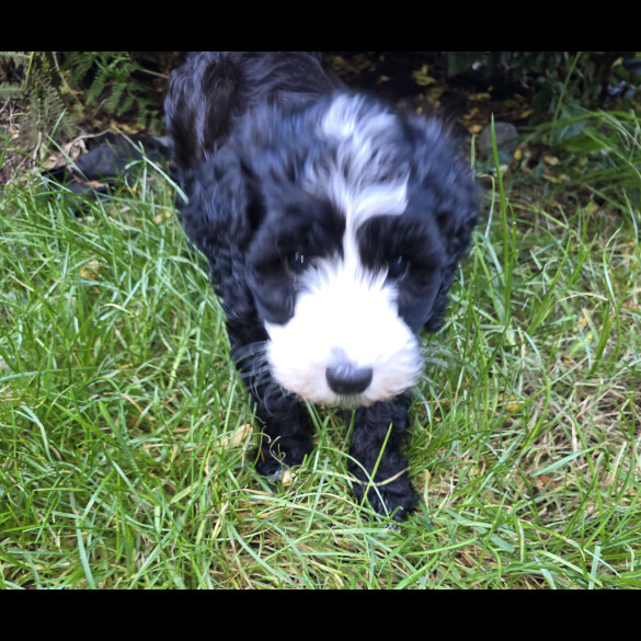 Cockapoo - Both
