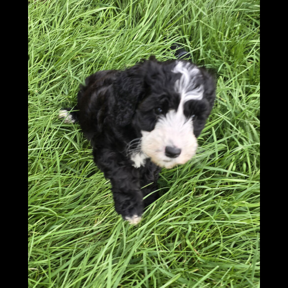 Cockapoo - Both