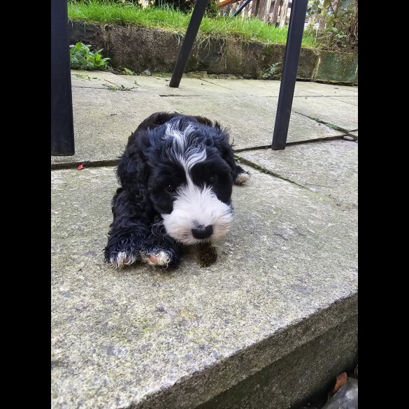 Cockapoo - Both